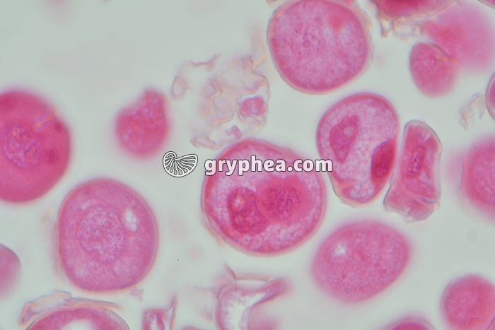 Pollen Tulipe x160 - gryphea.com